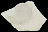 Fossil Ammonite (Subplanites) - Solnhofen Limestone, Germany #101578-1